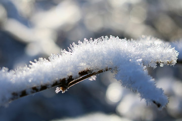 a forest mood/detail on a sunny winter day