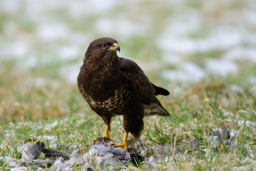 Mäusebussard mit toter Taube