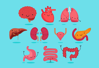 Organ vector illustration