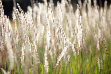 Fototapeta premium autumn reeds grass background texture