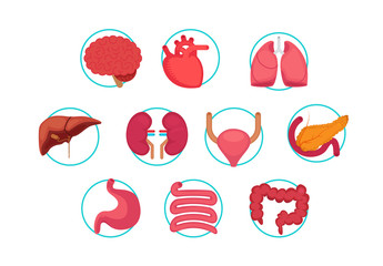 Organ vector illustration