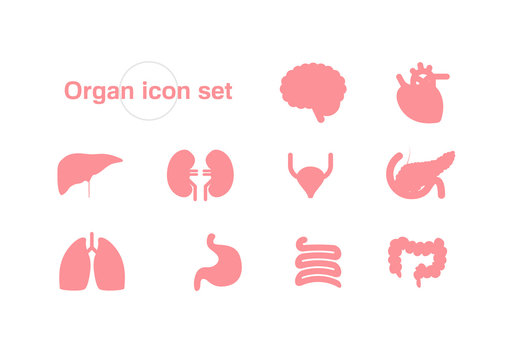 Organ vector illustration