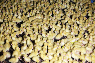 newborn baby ducklings as background.