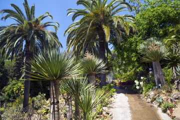 Cactus, palm trees and agaves landscape.