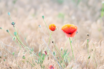 Fototapeta premium Beautiful poppy flower in a meadow. Gentle sunlight. 