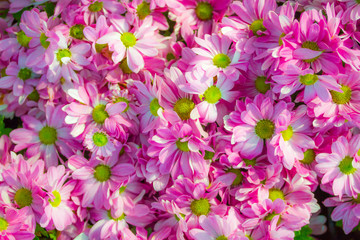 Beautiful flower background