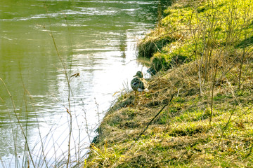 Wild duck on a river bank. 