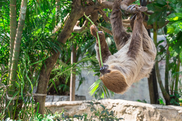 Sloth hang on the tree and eating cowpea. © Pawinee