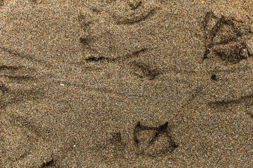 Birds Tracks in the Sand