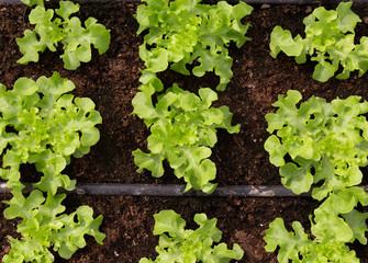 Aerial view plant salad in organic farming.