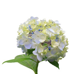 Blauwe hortensia bloem isolatie op witte achtergrond