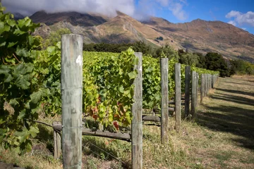 Tuinposter Wijngaard in Nieuw-Zeeland © pikselstock