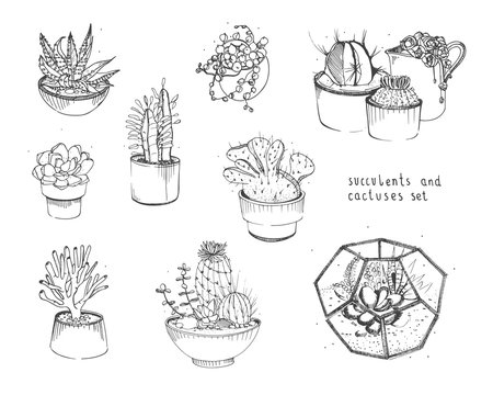 Cactus and succulents set. Collection plants in pots, florarium isolated on white background. Hand drawn illustration in sketch style.