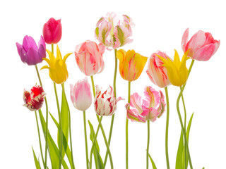Bright flowers of spring tulips - 141866585