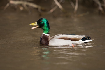 Mallard, Duck, Anas platyrhynchos