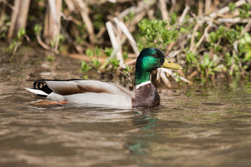 Mallard, Duck, Anas platyrhynchos