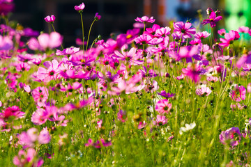 Fototapeta premium Beautiful Cosmos Flower Background