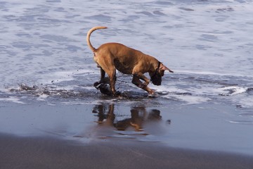 A dog digging a hole in the black sand on the shore of the ocean in different directions flying sand. On the wet sand appears dog. Evening, the black sand beach, November. 
