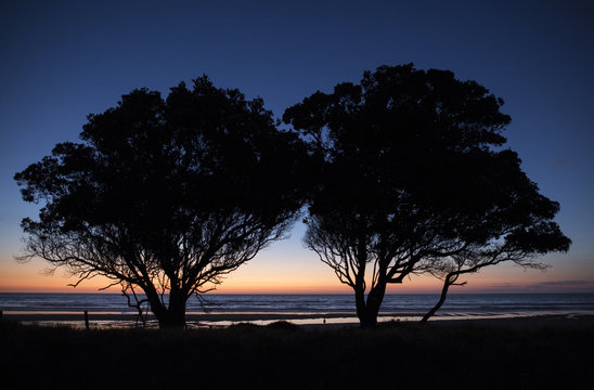 Trees at sunset, New Zealand
