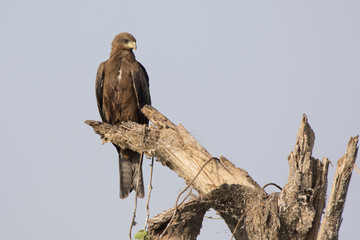 Black kite that sits on a dry trunk of a tree in the African savannah