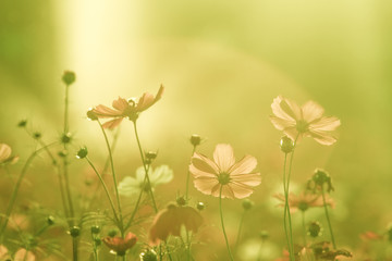 Beautiful Cosmos Flower Background