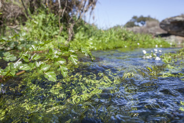 Obraz na płótnie Canvas Fluvial vegetation on the stream of Muelas River, Cornalvo Natural Park, Spain