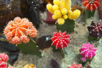 Fototapeta premium cactus flower