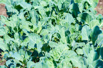 Naklejka premium Kale vegetable in garden