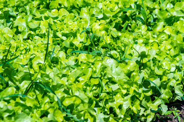 Fototapeta na wymiar Kale vegetable in garden