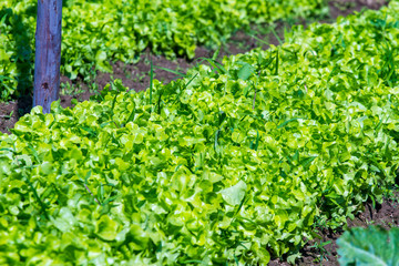 Kale vegetable in garden