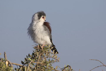 Female falcon pigmy sitting on a branch of acacia in the savannah with her head turned back