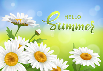 Hello Summer handmade lettering and meadow with realistic daisy, camomile flowers on transparent background. Vector illustration
