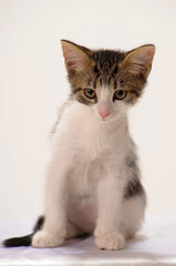 Little kitten isolated on white background.