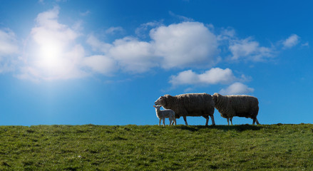 Fototapeta premium Schafe und Lämmer am Deich, Header
