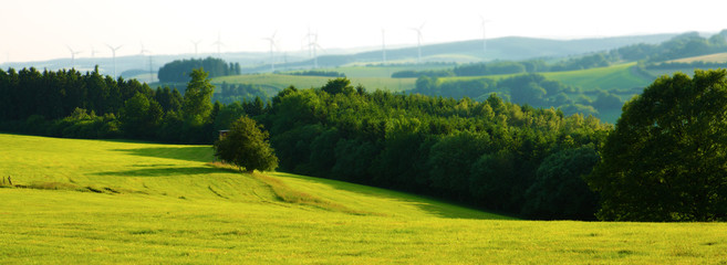 Landscape with green grass and trees.