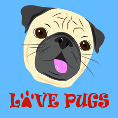 Face of cute pug on blue background.