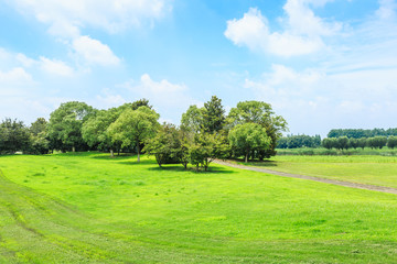 Green grass and sky in the summer