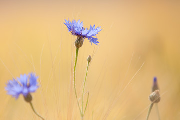 Kornblume im sanften Licht vor einem unscharfen getreidefeld