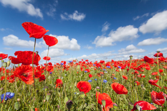 Feld mit Mohnblumen und blauem Himmel