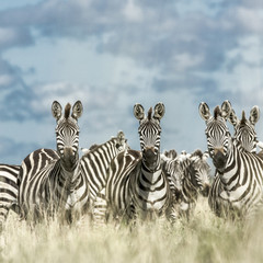 Fototapeta na wymiar Herd of zebra in the wild savannah, Serengeti, Africa