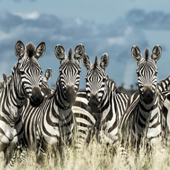 Naklejka premium Herd of zebra in the wild savannah, Serengeti, Africa