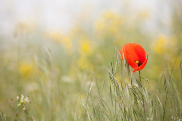 poppy in smooth light