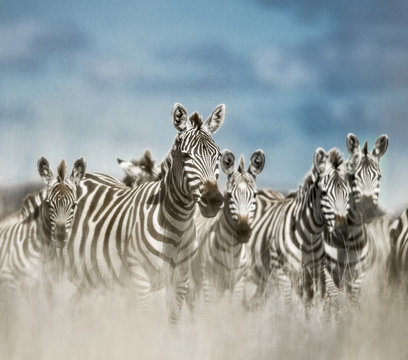 Fototapeta Herd of zebra in the wild savannah, Serengeti, Africa