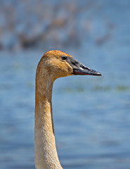 Trumpeter swan head against water