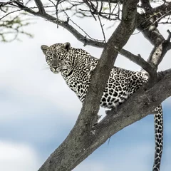 Raamstickers Leopard sitting on a tree in Serengeti National Park © Eric Isselée