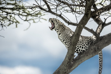 Fototapeta na wymiar Leopard yelling on a tree in Serengeti National Park
