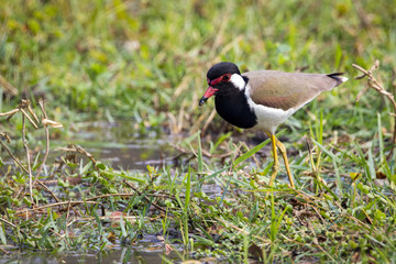 Image of red-wattled lapwing bird (Vanellus indicus) on green grass field.