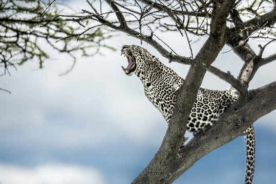 Leopard yelling on a tree in Serengeti National Park
