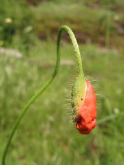 Obraz premium Eclosion d'un coquelicot au printemps