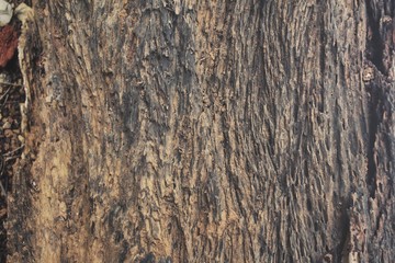 Wood background